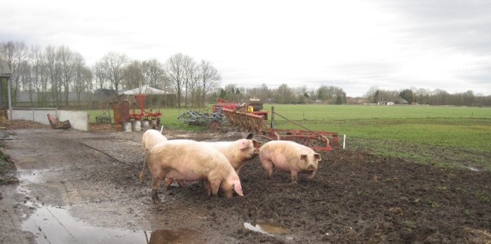 geurbeleid - scharrelende varkens